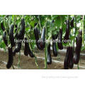 Super High Yield Hybrid Black Purple Long Eggplant Seeds For Sale